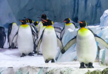 20 de pinguini, patru lei de mare și două foci – atracții pregătite de Zoo Brașov pentru 2024