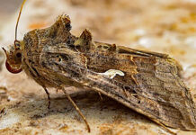 Fluturii care au invadat Brașovul: Ce este Buha Gamma și de ce nu poate fi combătută