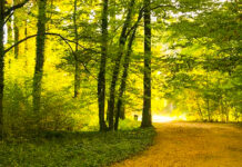 Săcele va avea un parc dendrologic modern, realizat cu fonduri europene