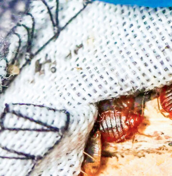 Vacanță de coșmar în Predeal: turist mușcat de ploșnițe într-o cazare de 4 stele, ajuns la spital