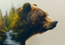 Statuie uriașă de urs de 4 metri inaugurat la Băile Tușnad — nou simbol turistic în Harghita