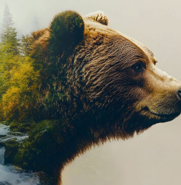 Statuie uriașă de urs de 4 metri inaugurat la Băile Tușnad — nou simbol turistic în Harghita